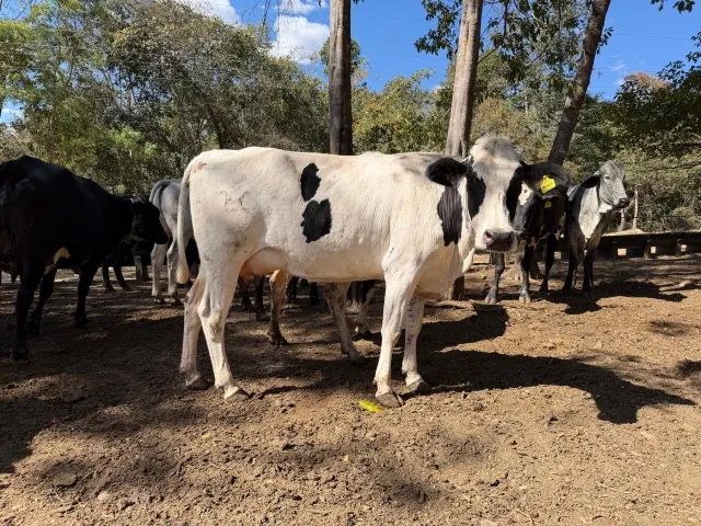 Vacas de Leite - Foto 2