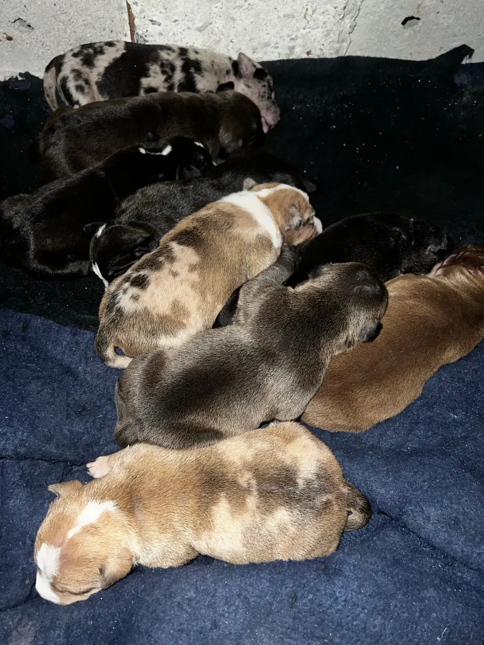 Filhotes de pitbul  - Foto 3