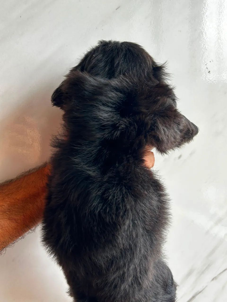 Cachorro raça Shitzu  - Foto 2