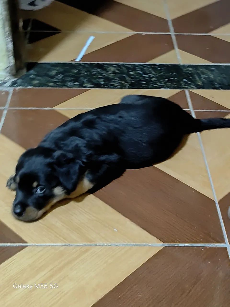 Rottweiler . - Foto 2