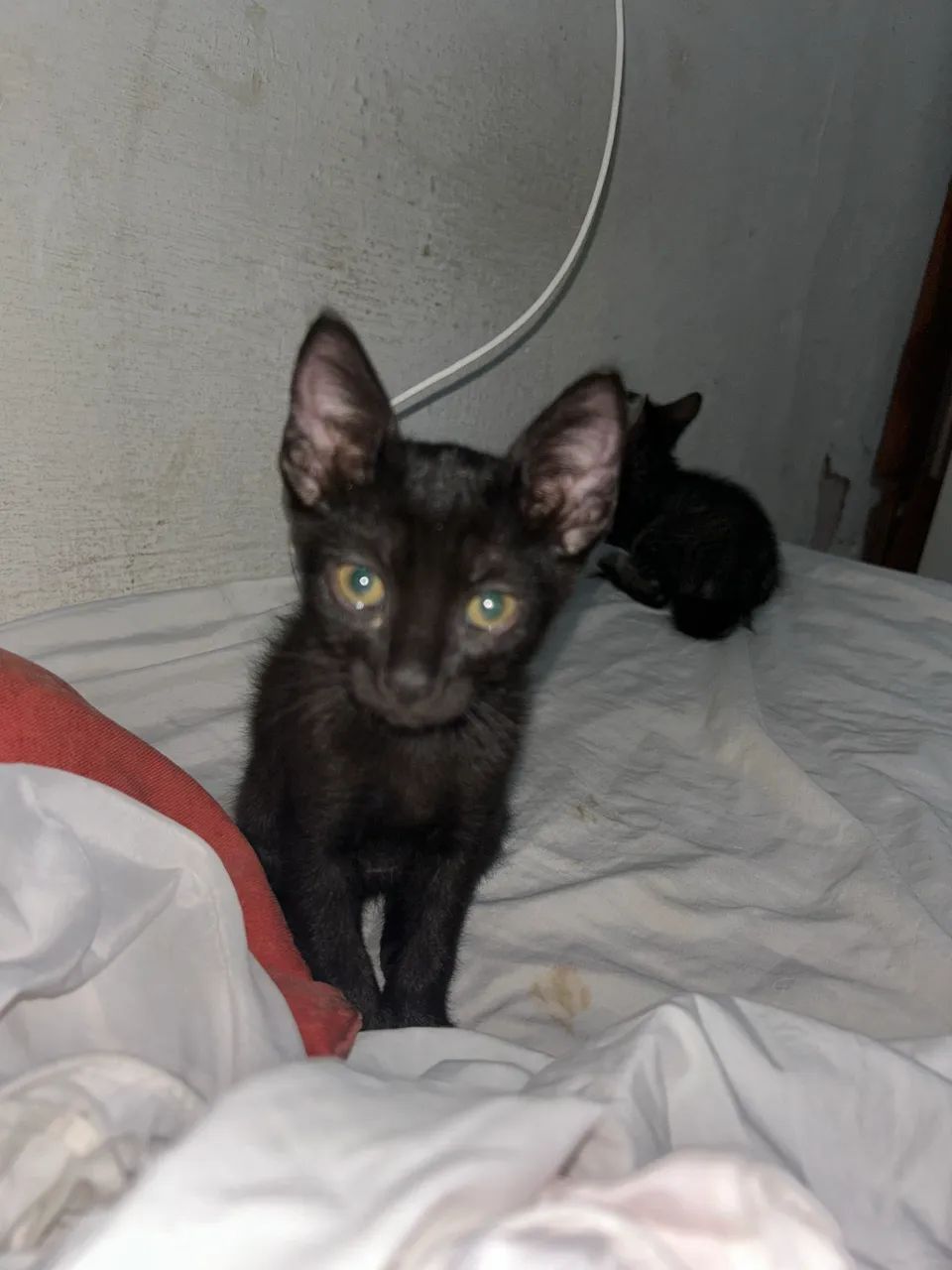 Adoção responsável  - Foto 3