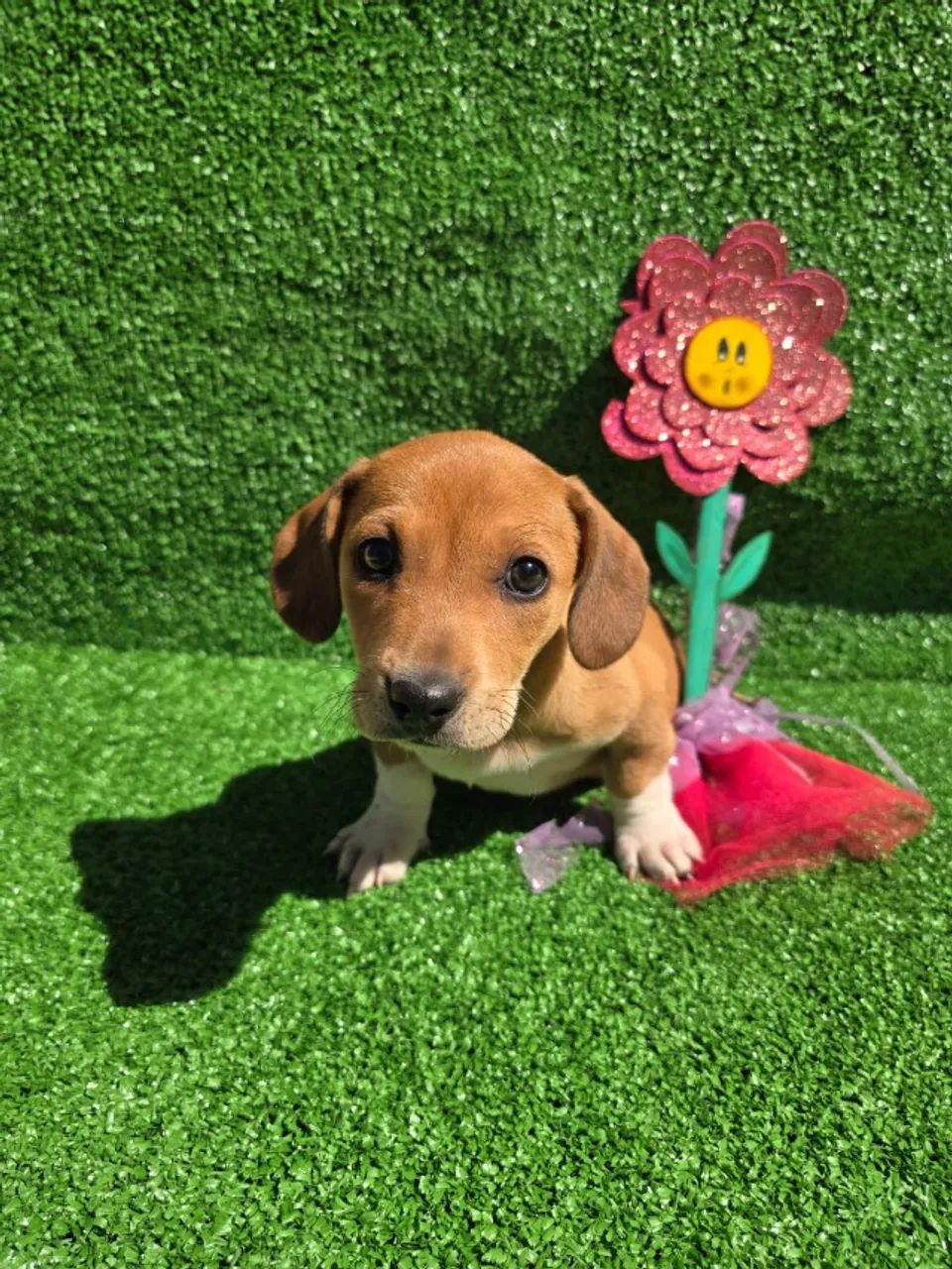 Filhotes de Dachshund Disponíveis - Foto 2