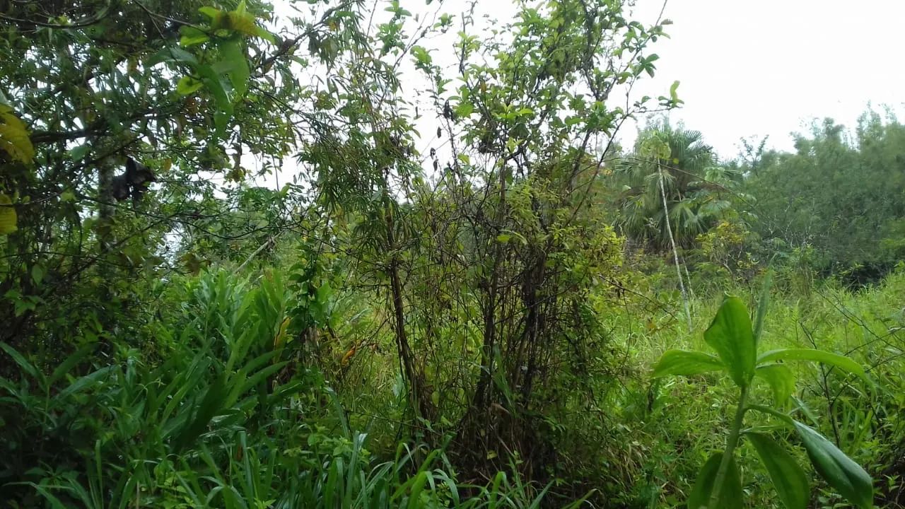 Vendo lote em Iguape !!  - Foto 5