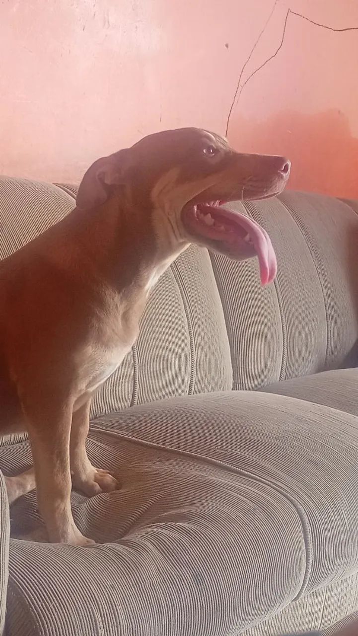 Cachorra Pitbull  - Foto 3