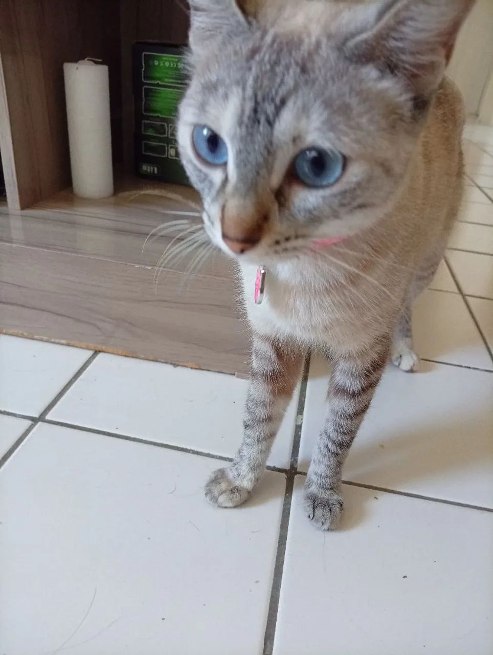 Doação de Gatinho dócil e castrada - Foto 5