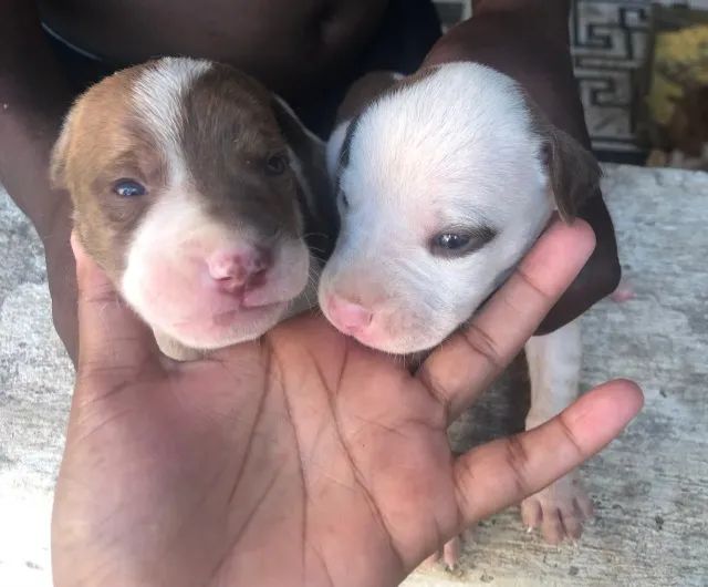 Cachorro pitbull  - Foto 2