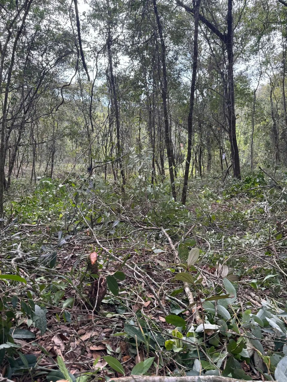 Chácara em Taquaraçu De Minas  - Foto 5