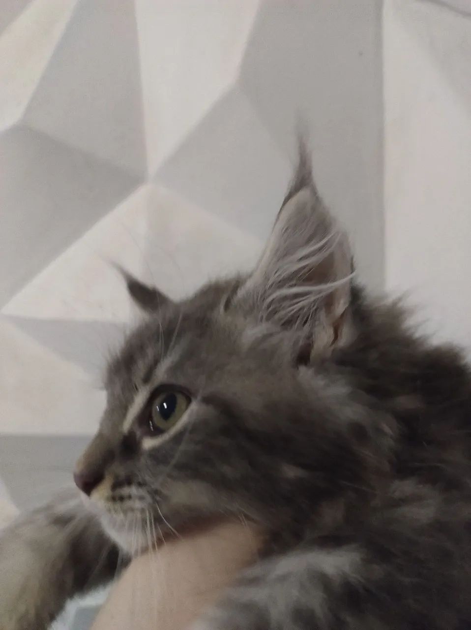 Maine coon - Foto 2