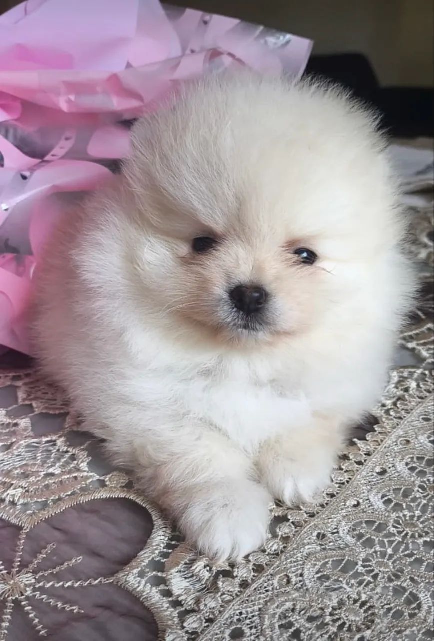 Spitz Alemão  - Foto 2
