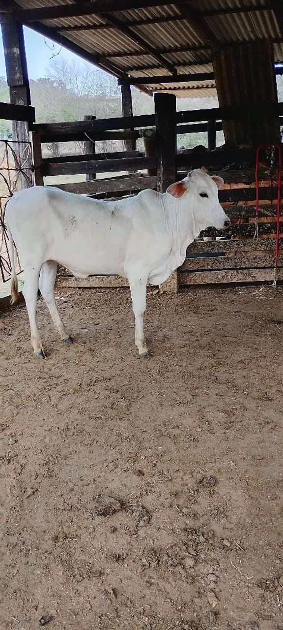 Bezerra Tabanel - Foto 3