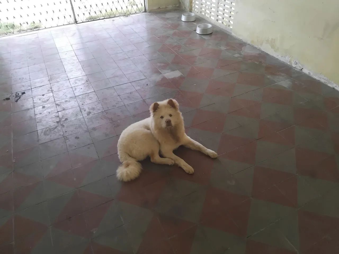 Cachorro  - Foto 2