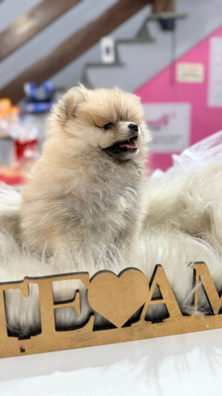 Lulu da Pomerania anãos fêmea  - Foto 3