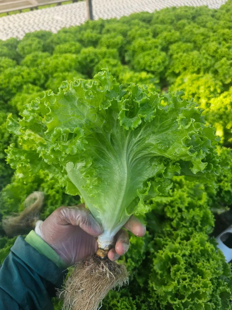 Alface hidroponica 