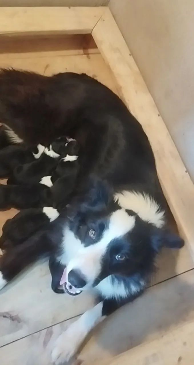 Border Collie - Pedigree CBKC - Foto 3