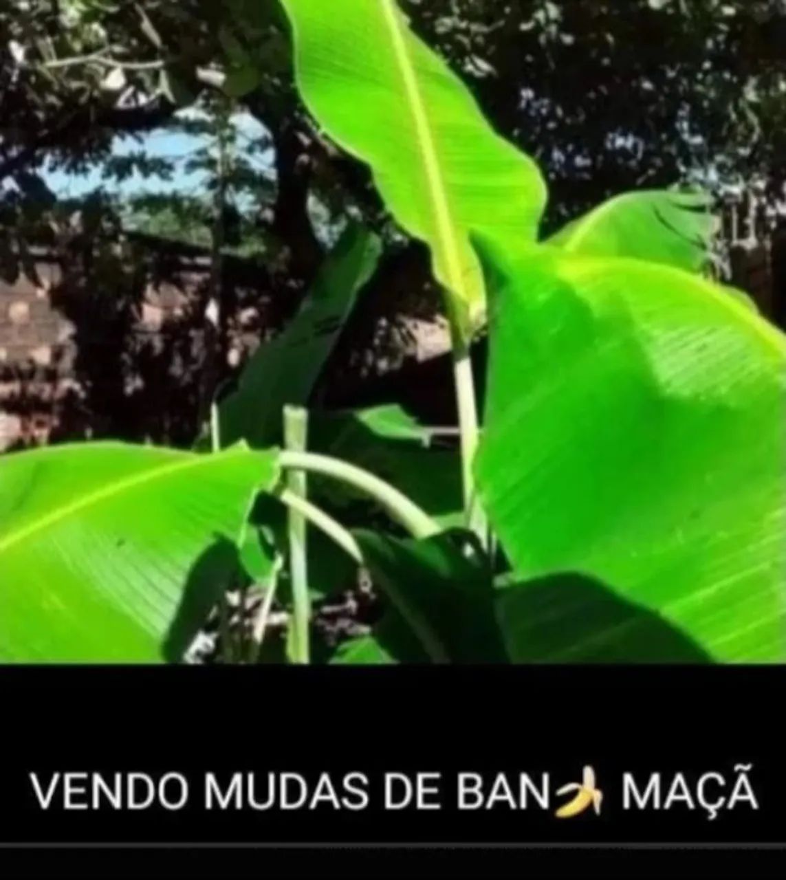 Mudas de banana maçã ?. - Foto 3