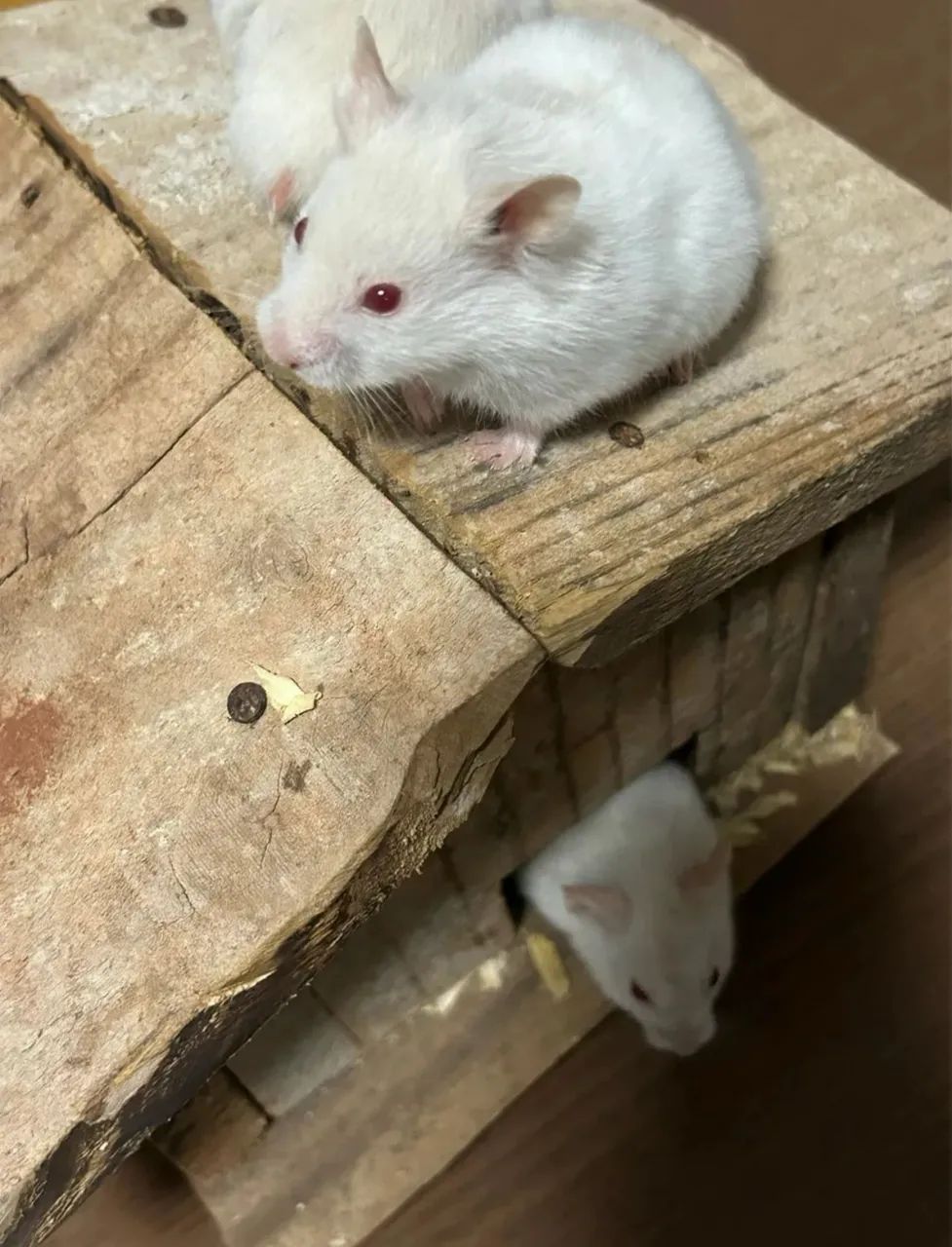 Hamster Sírio 