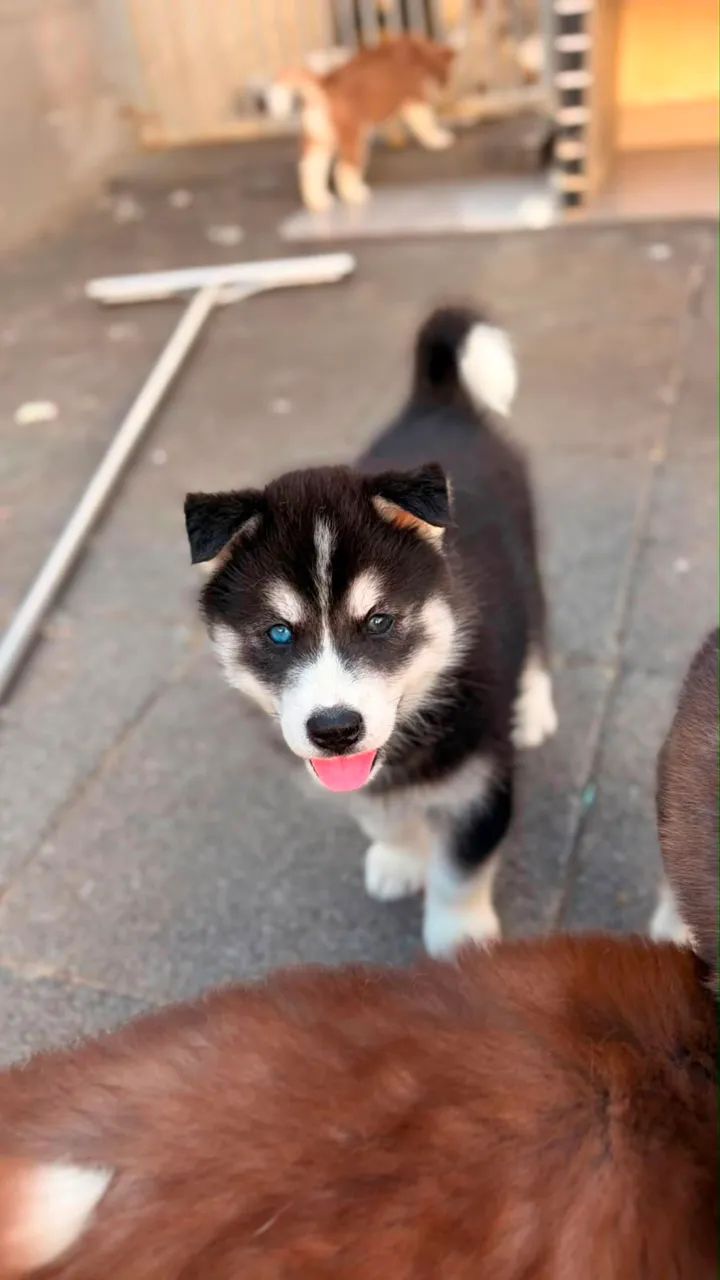 Husky siberiano  - Foto 3