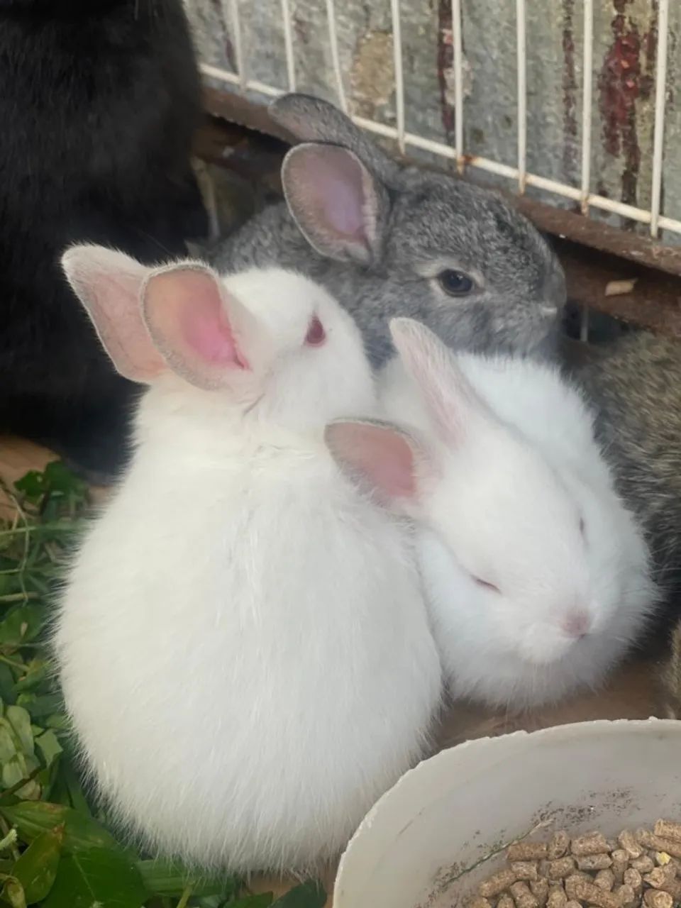 Filhotes de Coelhinhos 