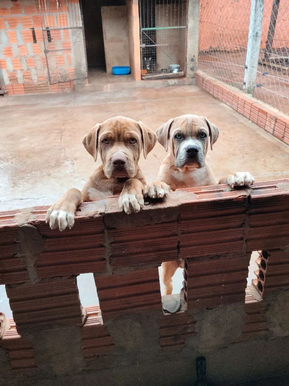 Pitmonster 