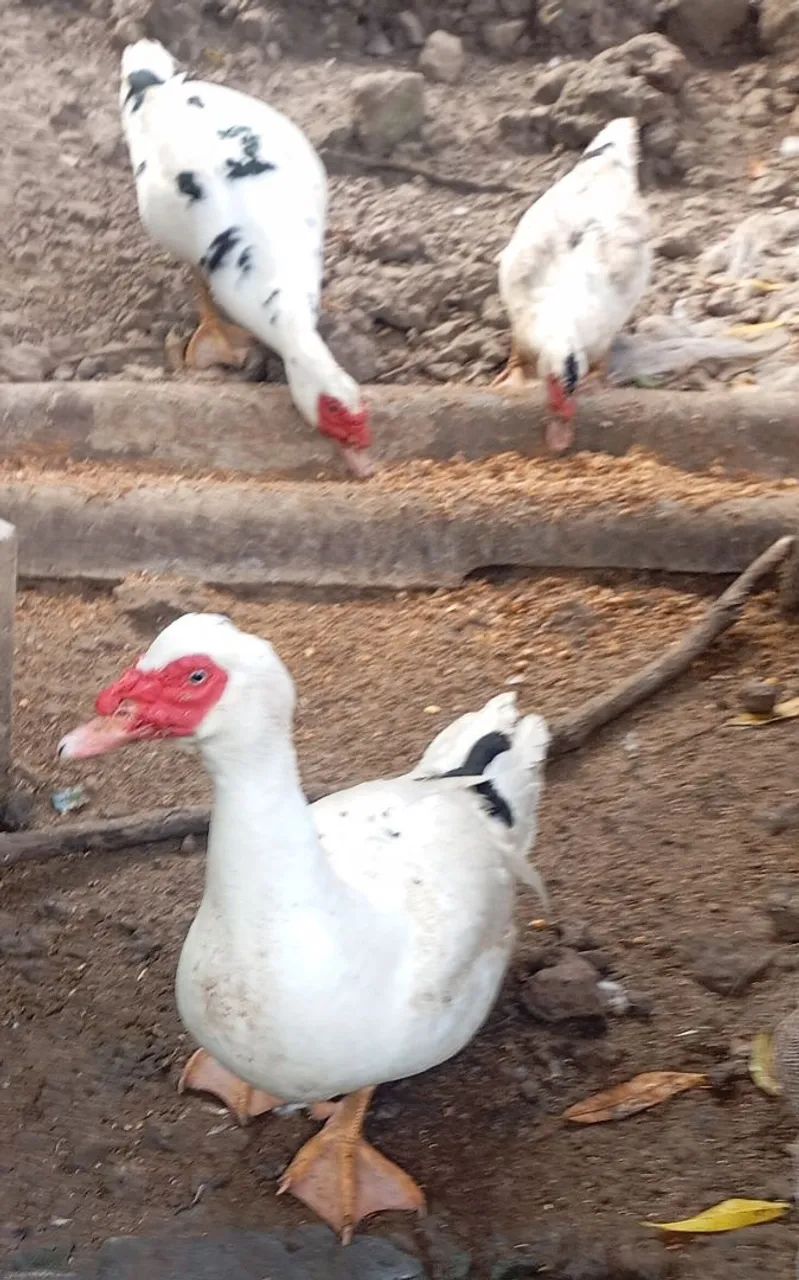 Vendo patos - Foto 2