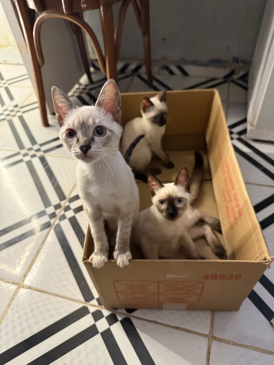 Doação de Gatos