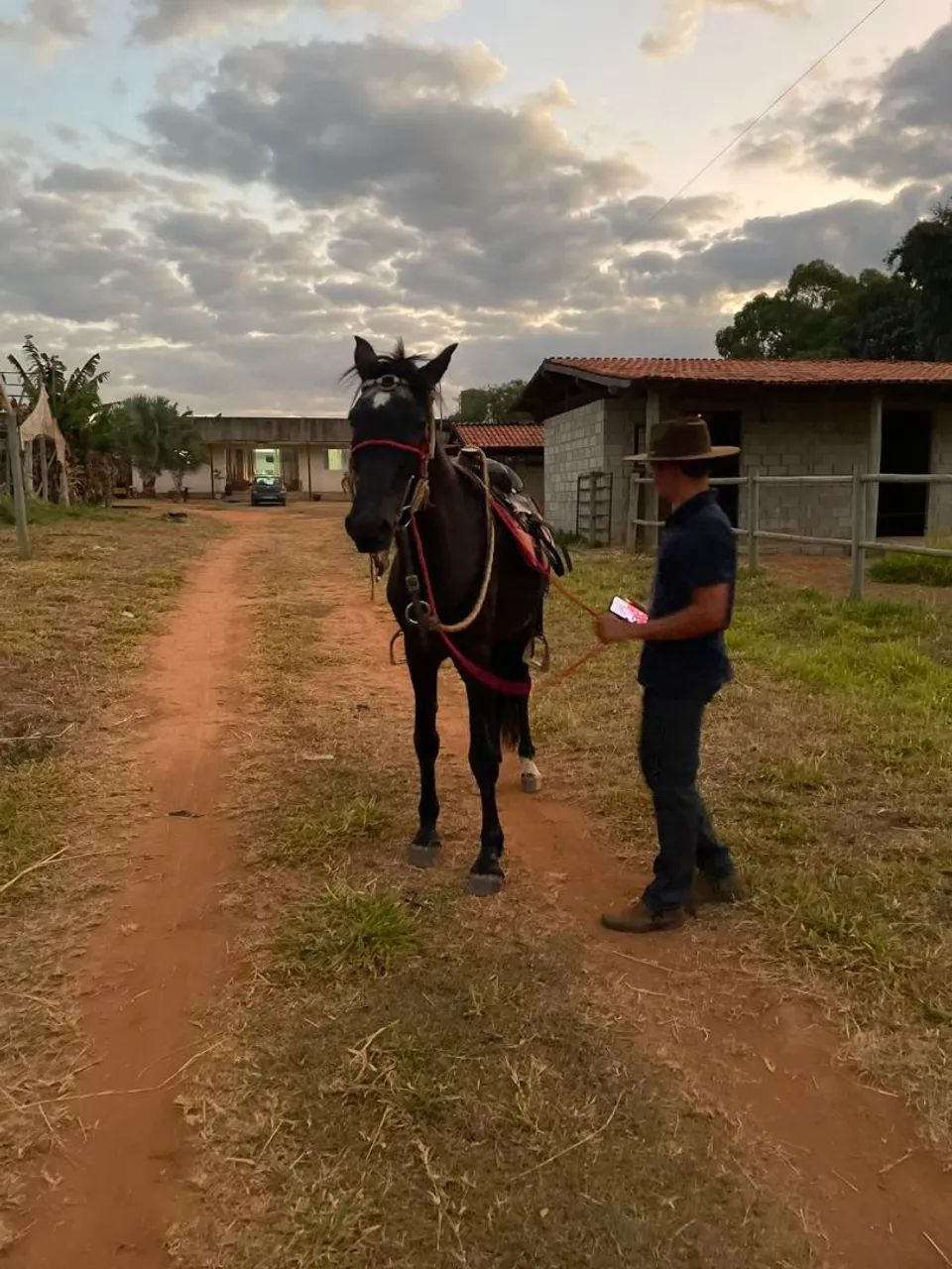 Cavalo manso - Foto 2