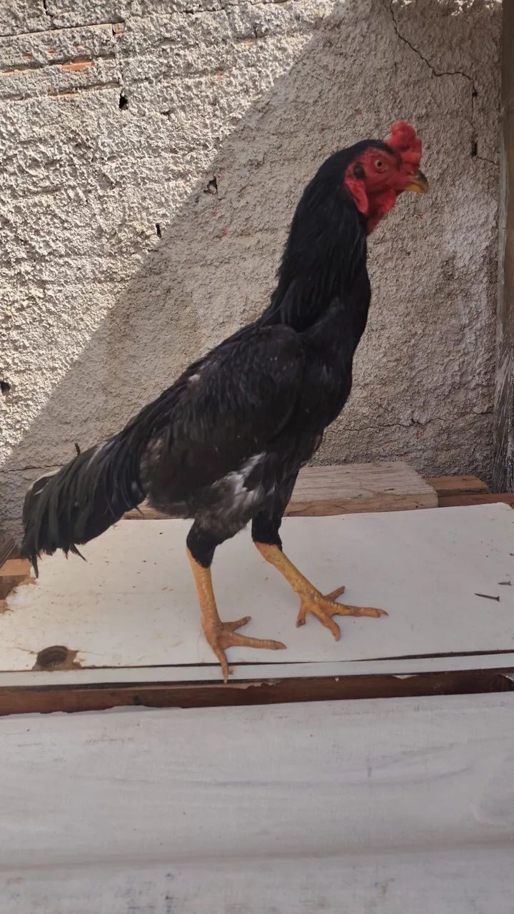 Aves saudáveis  - Foto 3