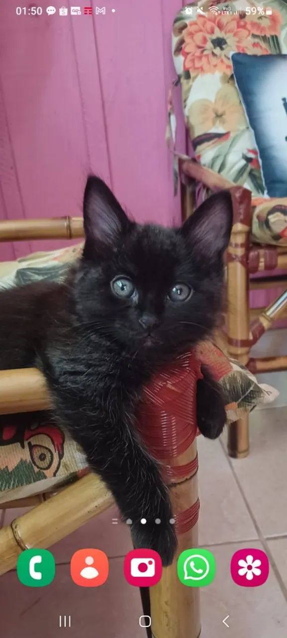 Casal de filhotes de angorá  - Foto 2