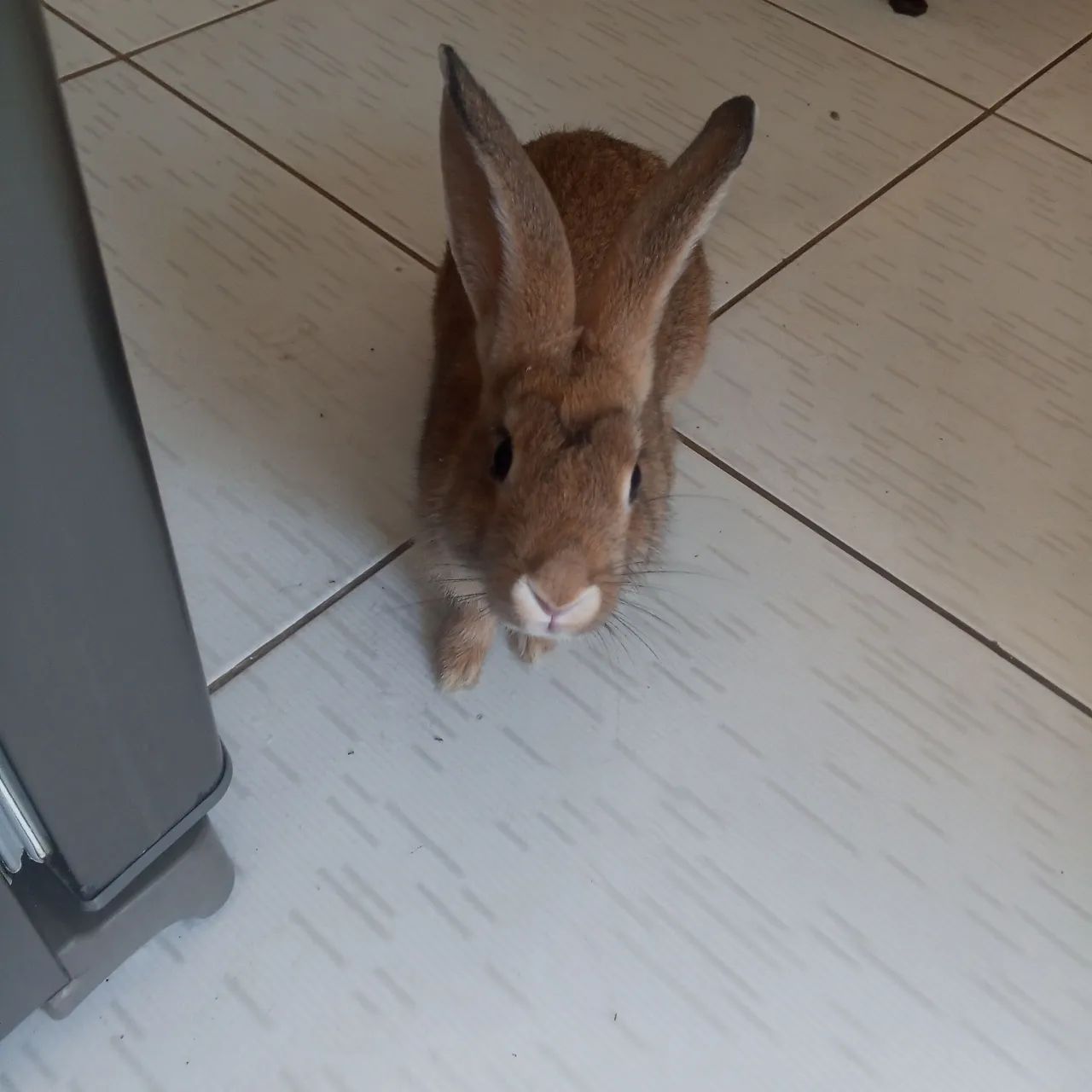 Coelho verdade com três meses de idade  - Foto 3