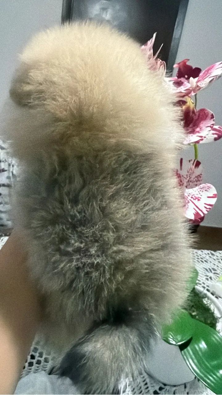 Spitz. Alemão Fêmea  - Foto 5