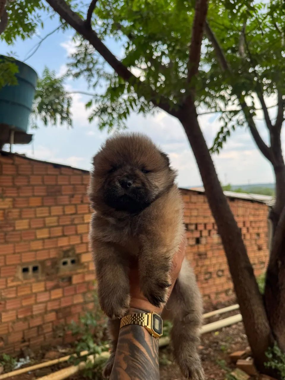 Filhote de chow chow - Foto 4