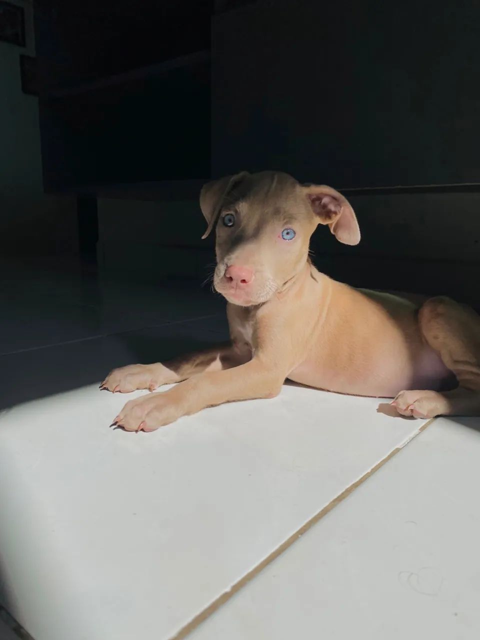 PITBULL 