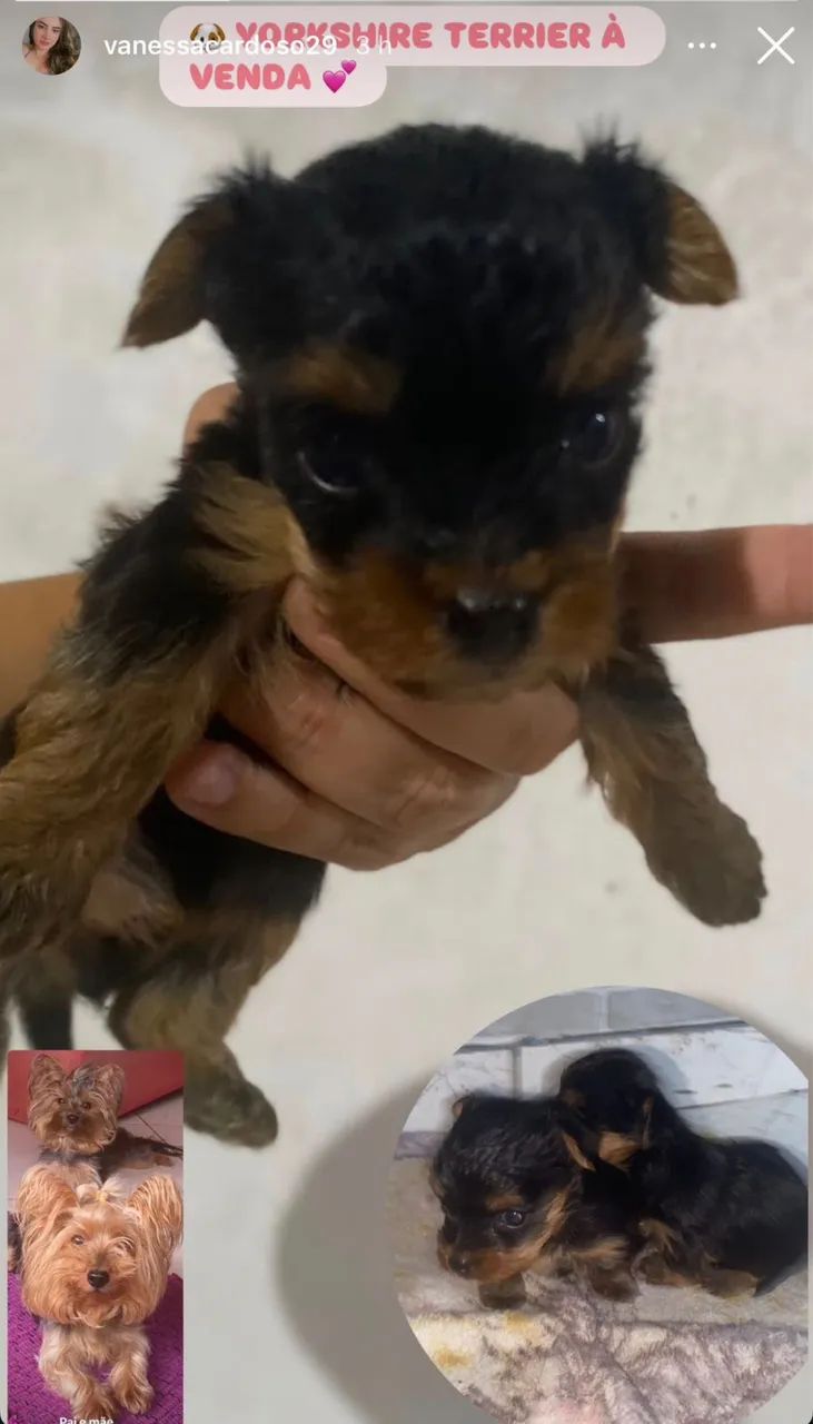 Cachorrinho  - Foto 2