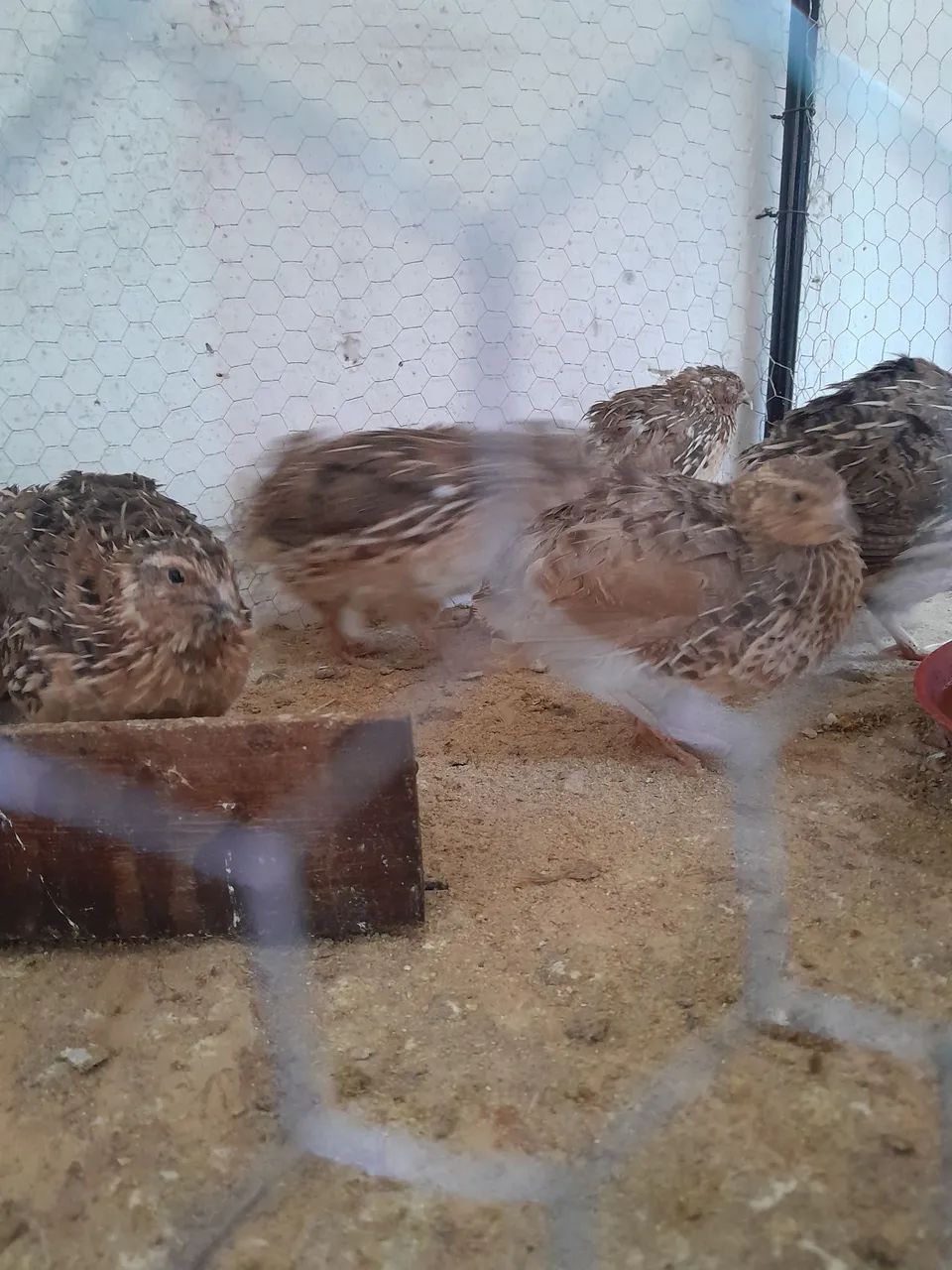 Codorna japonesa - Foto 3