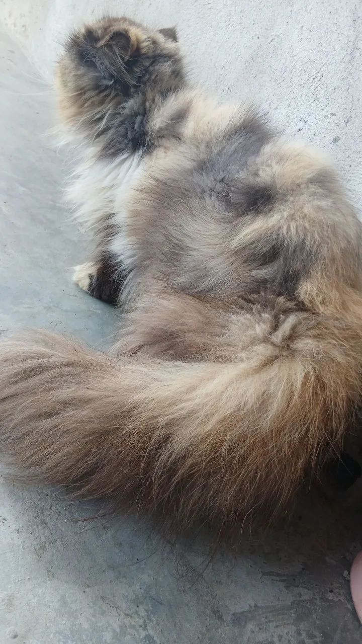 Gata Persa Matriz Reprodutora  - Foto 3