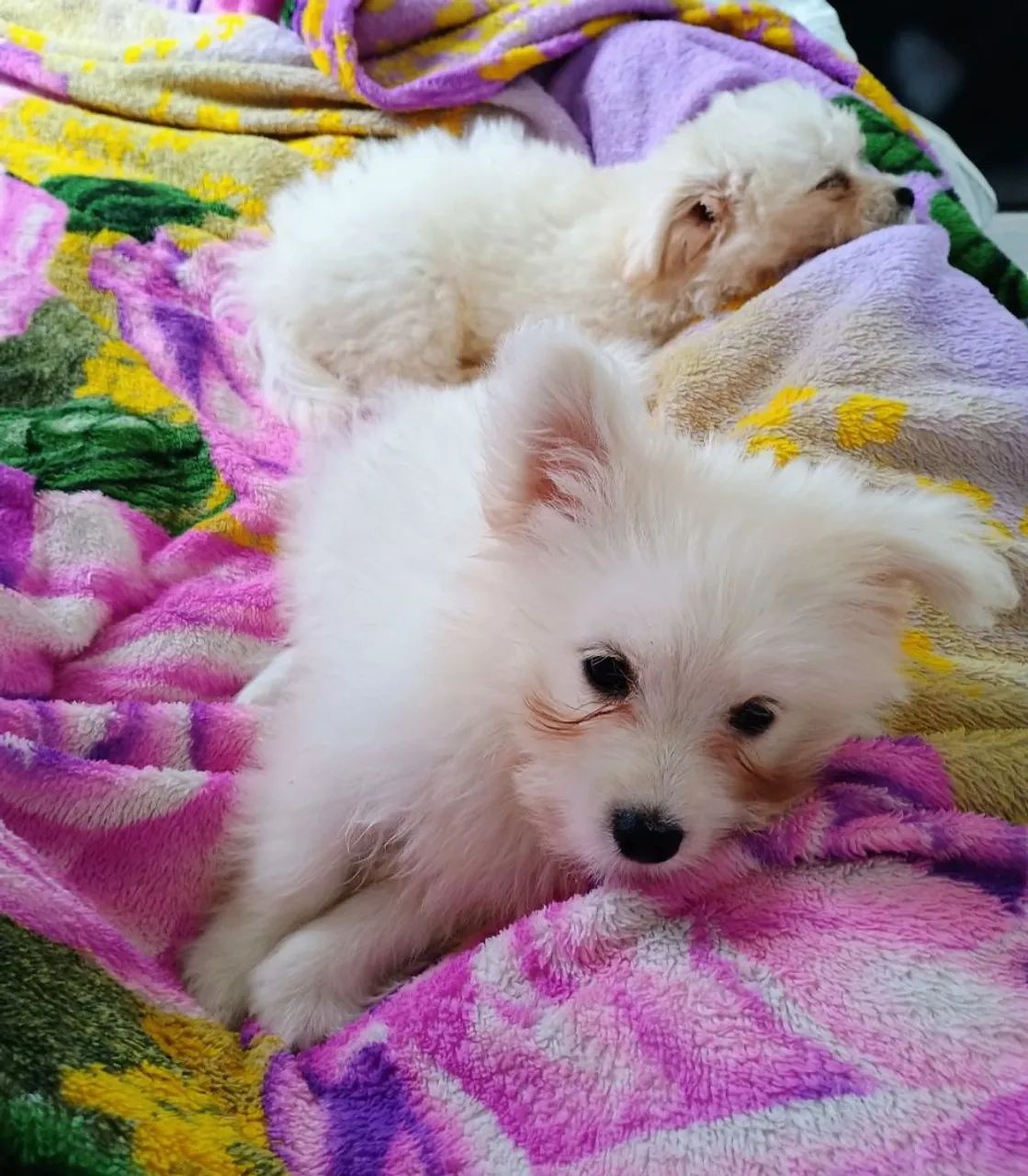 Filhote de maltês com Spitz 