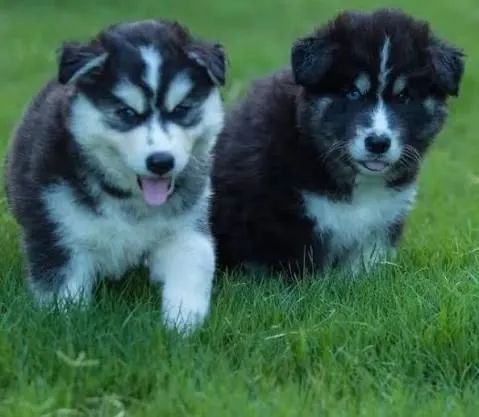 Husky azuis seus olhos 