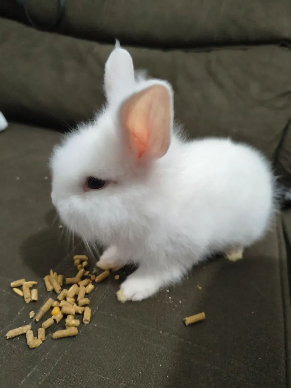 Mini lion - Foto 3