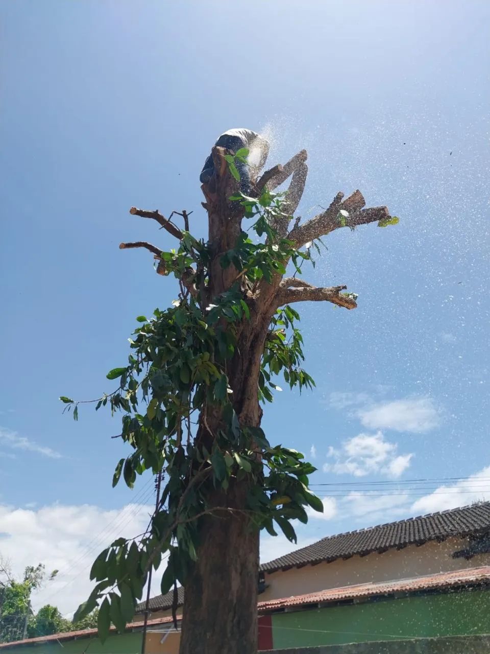 Podagem de árvore  - Foto 3