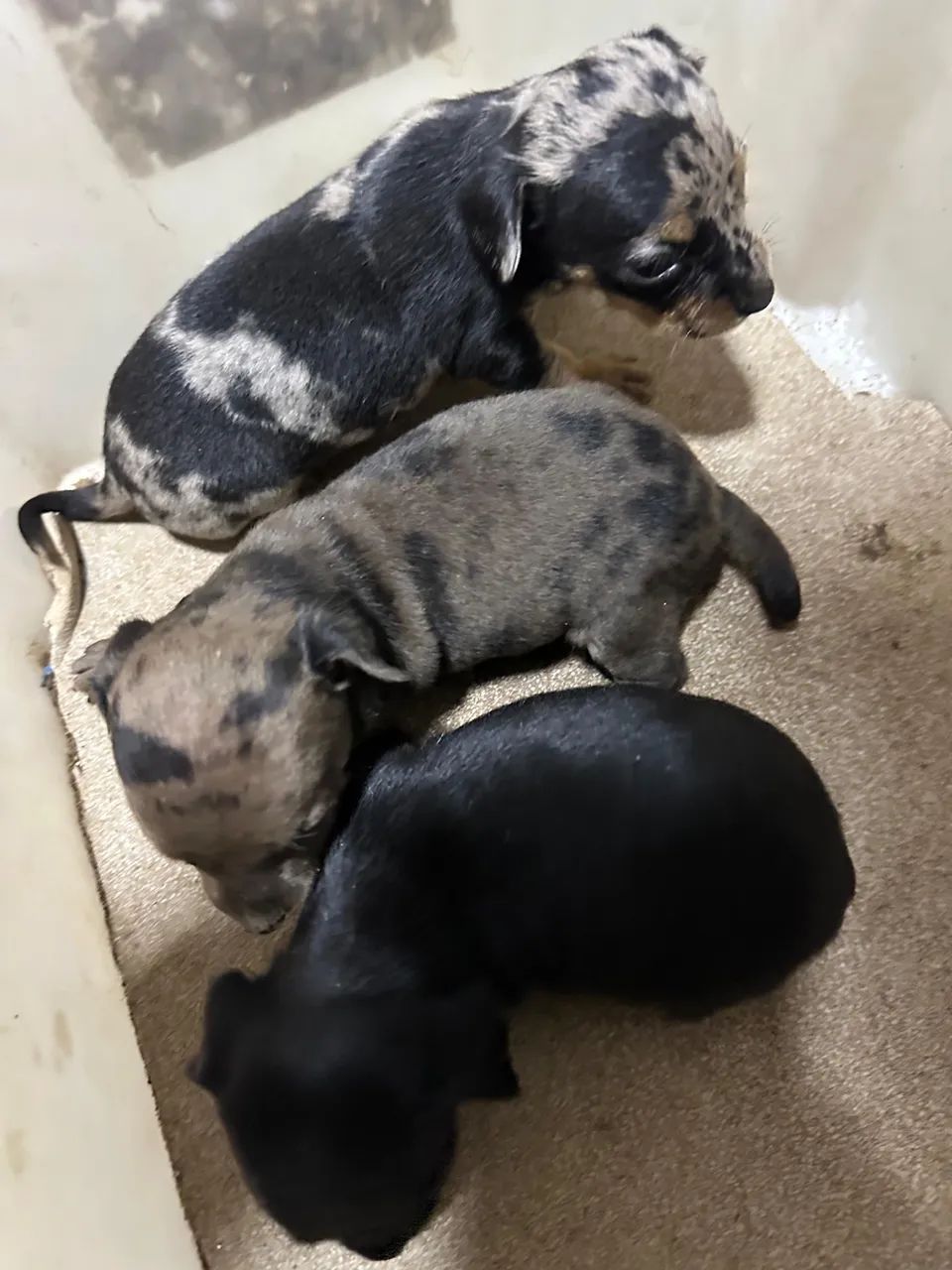Dachshund - Foto 4