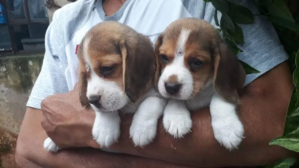 Beagle lindos filhotes  - Foto 3
