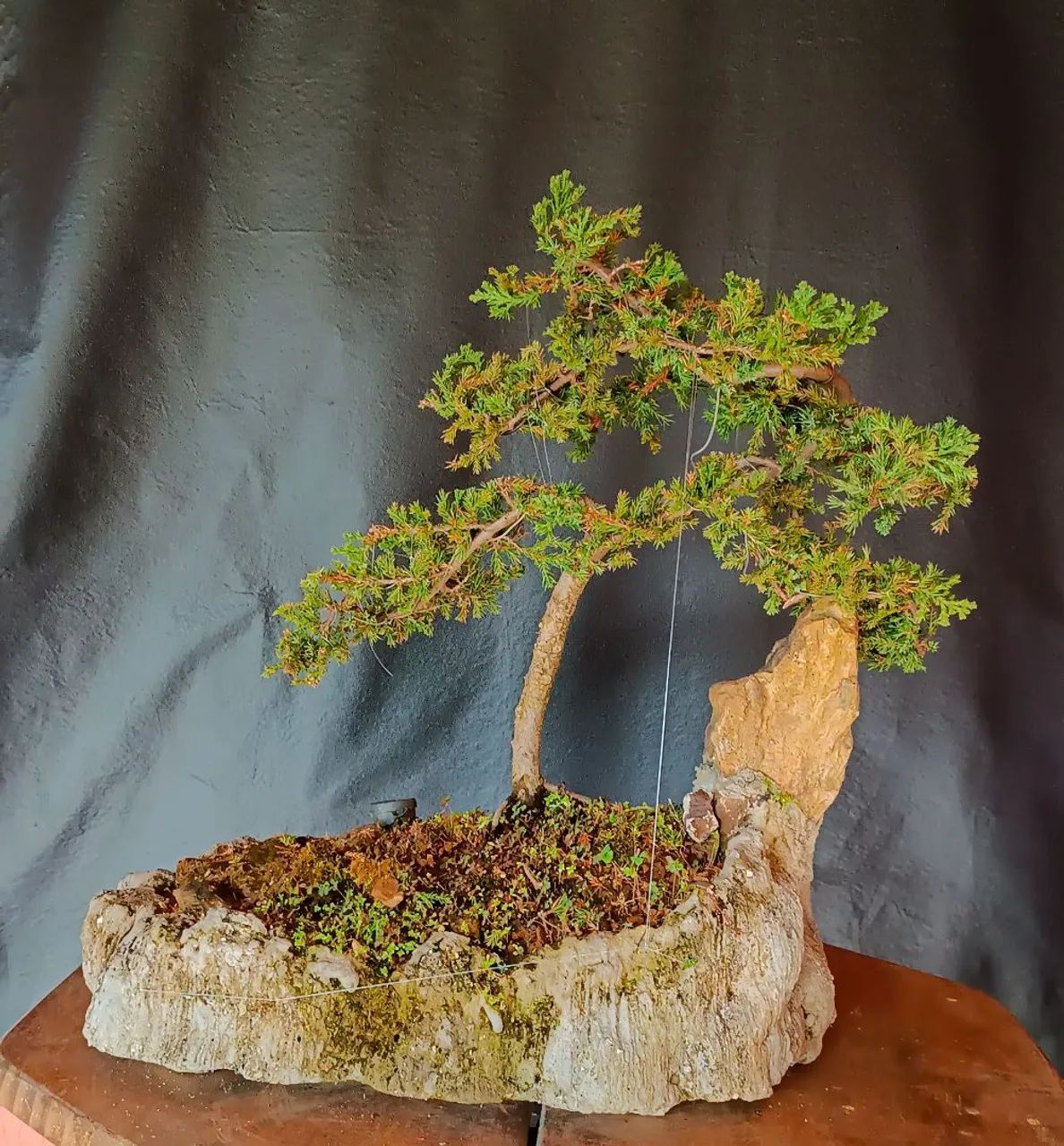 Lindo Bonsai de juniperus! - Foto 4