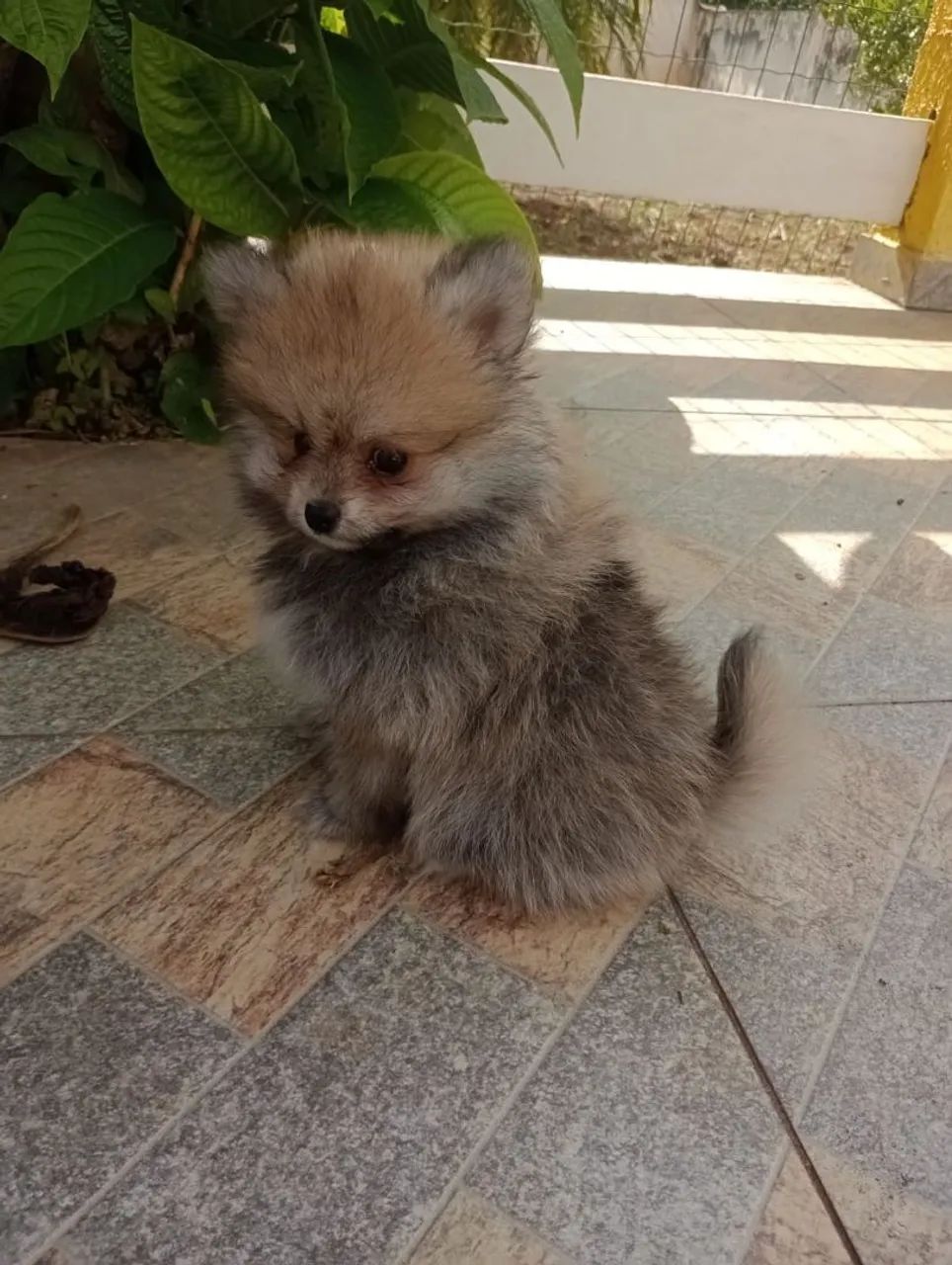 Spitz Alemão Anão Macho. Com pedigree. Entregamos. - Foto 2