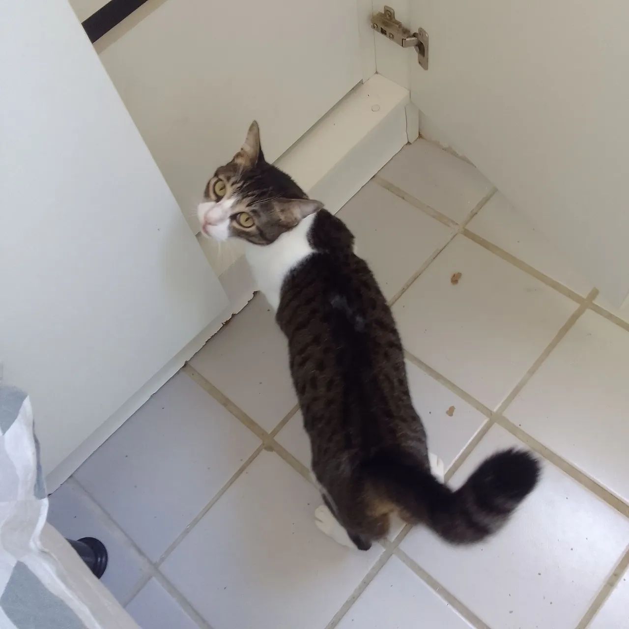 Gatinha pronta para adoção