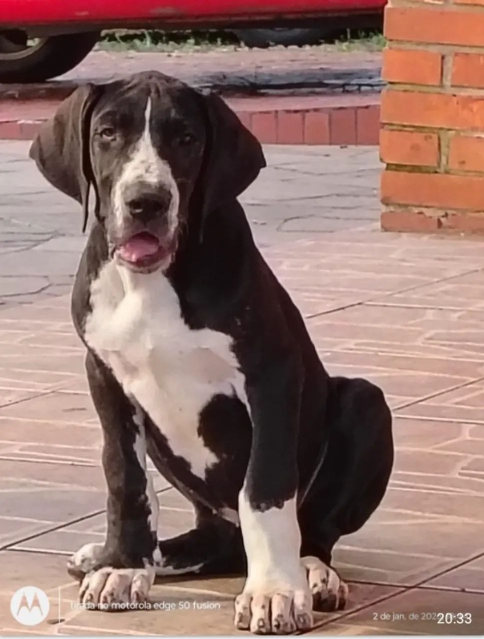 Filhotes de Dog Alemão. - Foto 3