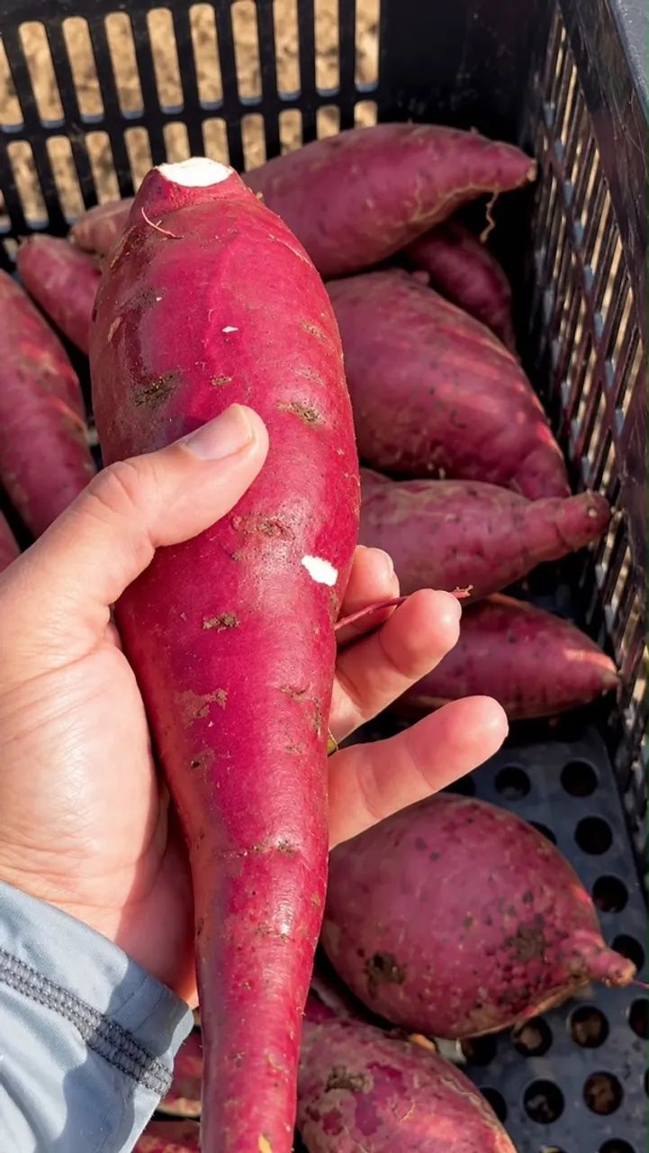 Batata doce direto do roçado - Foto 2