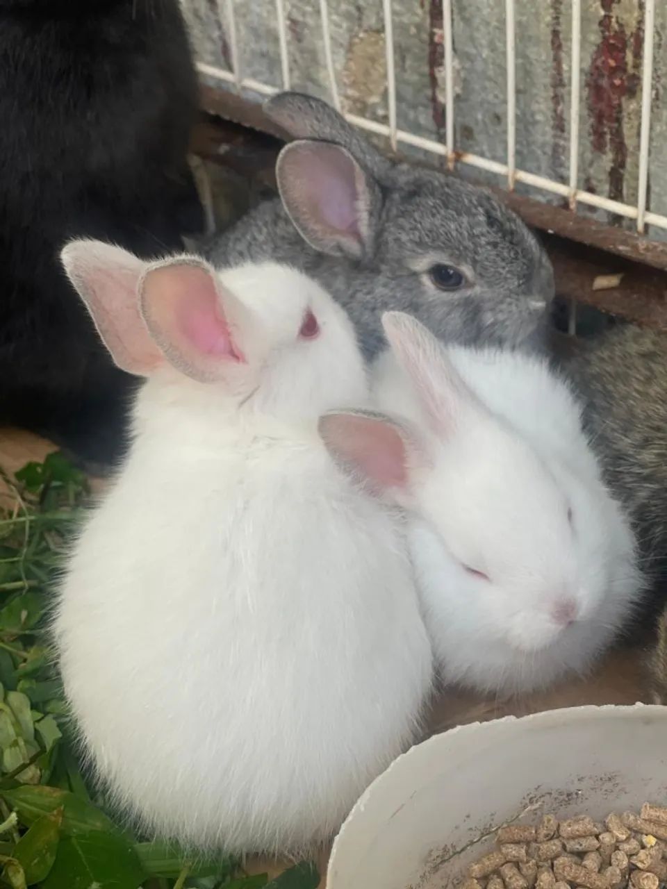 Filhotes de Coelhinhos  - Foto 3