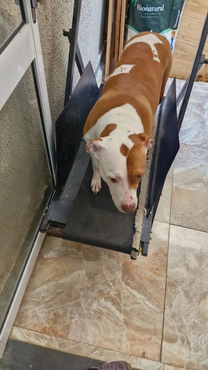 Esteira para cachorros - Foto 5