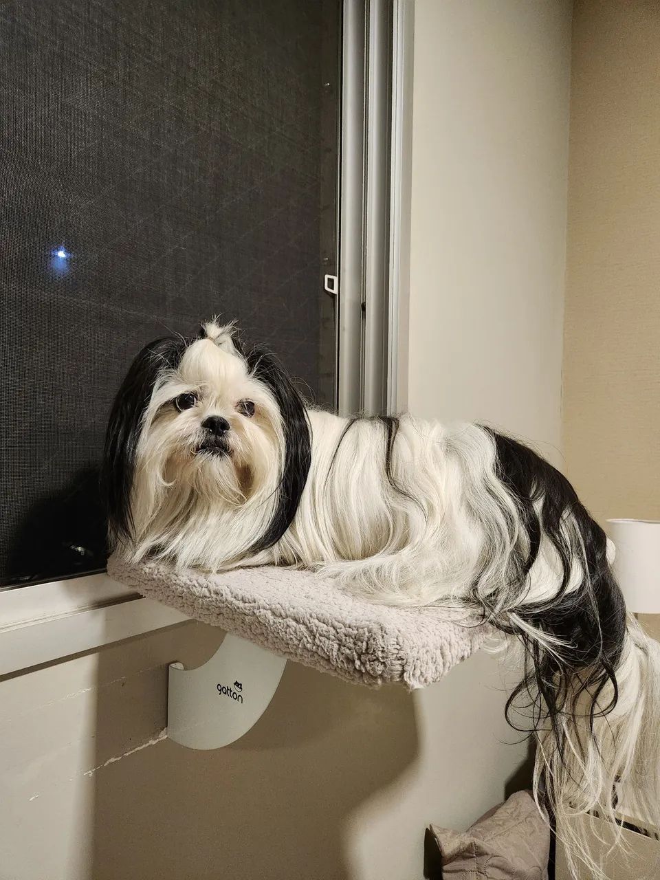 Cama de Janela para Pets489072332931092482