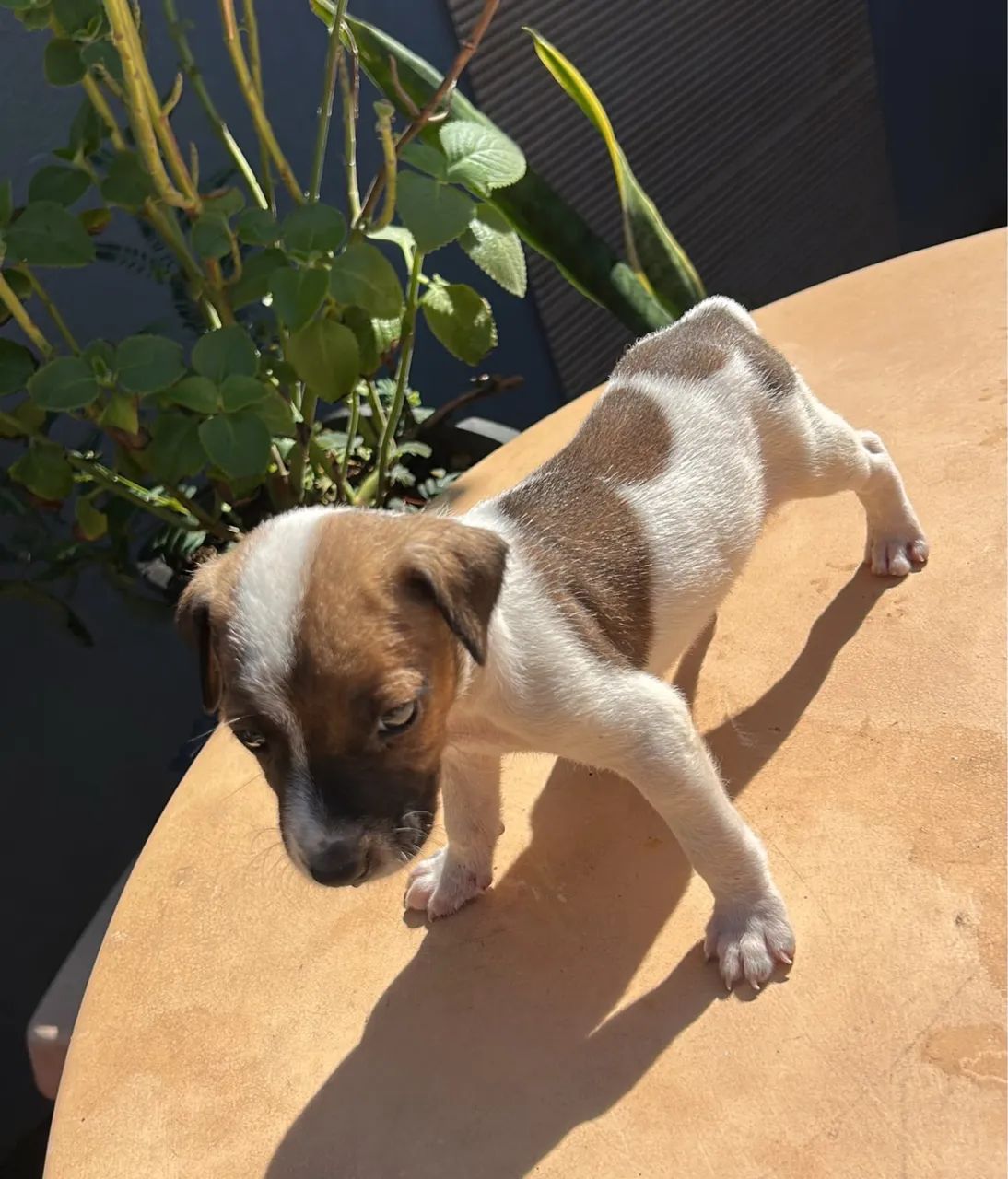 Doação de cachorrinhos Filhotes  - Foto 2